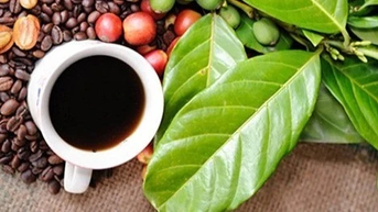 Giá cà phê Gia Lai ổn định phiên đầu tuần, neo ở mức 116.000 đồng/kg