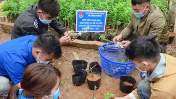 Vườn ươm thanh niên phát triển kinh tế, xóa đói giảm nghèo vùng phên dậu