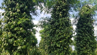 Giá tiêu hôm nay 27/10: Mở đầu tuần bằng đà tăng mạnh 2.000 đồng/kg