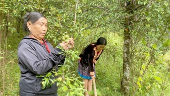 Sơn Tra mùa chín rộ: Nỗi lo giá rớt và bài toán đầu ra