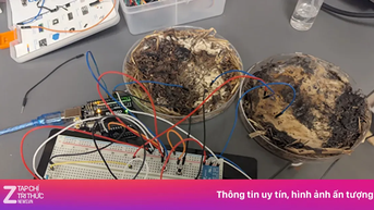 Công dụng không tưởng của nấm