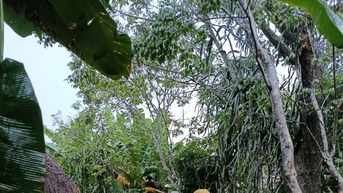 Thủy lợi điều tiết, các xã Chiên Đàn, Phú Ninh, Tây Hồ chủ động ứng phó mưa lũ