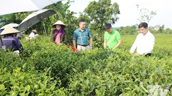 Phúc Thuận phát triển vùng chè đặc sản