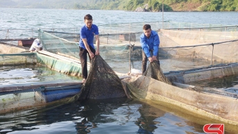 Thanh niên xã Mường Sại năng động phát triển kinh tế