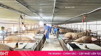 Xem xét hỗ trợ khắc phục dịch bệnh động vật cho doanh nghiệp vừa và nhỏ ở Hà Tĩnh