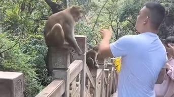 Công viên Thiên Lĩnh: Cảnh báo sau vụ du khách bị khỉ đá vào mặt