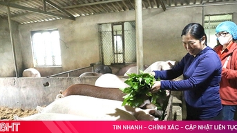 Bí quyết chăn nuôi an toàn giữa dịch tả lợn châu Phi hoành hành