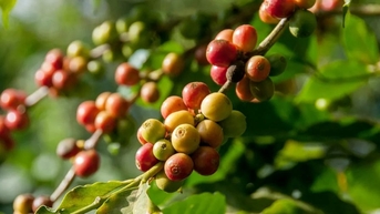 Giá nông sản 28/10/2025: Cà phê và hồ tiêu đồng loạt bật tăng trở lại