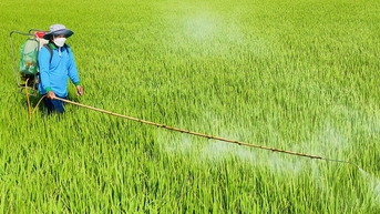 Dự kiến lộ trình cấm sản xuất, dùng thuốc trừ sâu chứa hoạt chất carbosulfan, benfuracarb ở Việt Nam