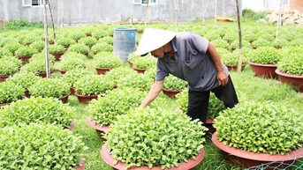 Người trồng hoa tất bật cho vụ Tết