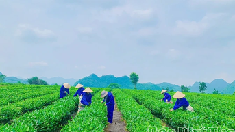 Chè Búp xanh Yên Thủy – đậm đà hương vị núi rừng Trường Sơn