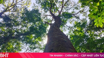 Xây dựng sinh kế bền vững từ phát triển rừng