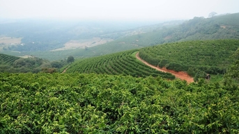 Giá cà phê hôm nay 28/10: Giảm mạnh 1.500 đồng/kg do bị bán tháo