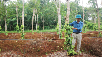 Trồng mới, tái canh 182ha cây cao su, hồ tiêu và cây ăn quả chủ lực