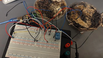 Chế tạo bộ nhớ máy tính từ… nấm