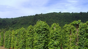 Giá tiêu hôm nay 28/10: "Đóng đinh" đỉnh 145.000 đồng, tồn kho tăng vẫn "bất lực" kéo giá