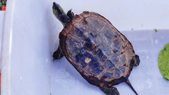 អណ្តើក​ក​មួយ​ក្បាល​បាន​បាត់​នៅ​ឃុំ Ba Diem អ្នកលក់​ផ្លែ​ឈើ​ចាប់​បាន​ប្រគល់​ឱ្យ​ក្រុម​ព្រៃ​ឈើ​ទីក្រុង​ហូជីមិញ