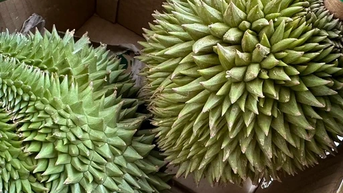 Cadimi 'hung thần' của sầu riêng sẽ bị cấm ở Việt Nam