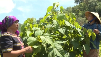 Người gieo mầm trên vùng đất Phan Sơn