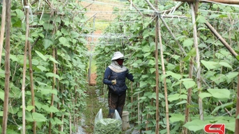 Sản xuất rau vụ đông, nâng cao thu nhập