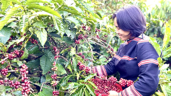 Liên kết sản xuất: Ðộng lực phát triển kinh tế bền vững vùng dân tộc thiểu số