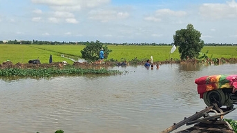 Tây Ninh: Gần 830ha lúa và cây ăn trái bị thiệt hại do lũ