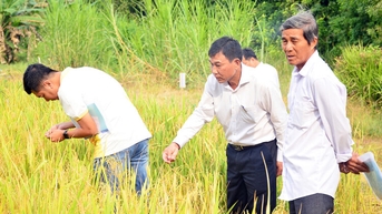 Xây dựng, phát triển thương hiệu gạo An Giang