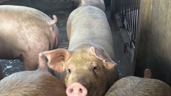 Giá heo hơi hôm nay 29/10: Giá heo "lội ngược dòng" xuống đáy, toàn quốc đồng loạt hạ nhiệt