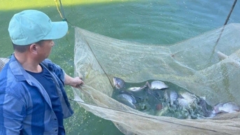 Cá rô phi hướng tới mặt hàng xuất khẩu chủ lực