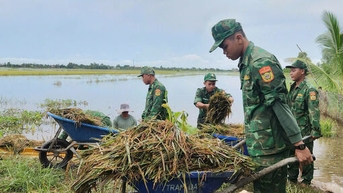 Bộ đội biên phòng giúp dân hộ đê, cứu lúa