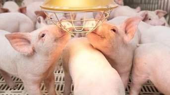 Ngày 29-10, giá heo hơi tại Gia Lai và Vĩnh Long thấp nhất cả nước