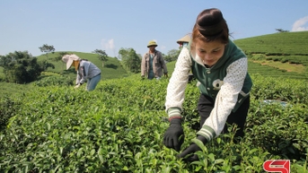 Nhiều mô hình kinh tế ở Tân Yên