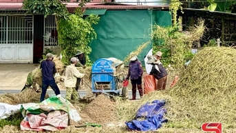 Nông dân xã Thuận Châu thu hoạch lúa mùa