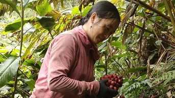 Con đường thoát nghèo từ cây thảo quả