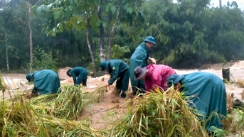 Dân quân xã La Dêê hỗ trợ người dân gặt lúa chạy lũ