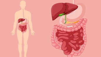 ការស្រាវជ្រាវរបស់ប្រទេសអូស្ត្រាលី បកស្រាយអំពីតួនាទីសំខាន់របស់អ៊ីដ្រូសែននៅក្នុងប្រព័ន្ធរំលាយអាហារ