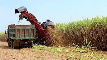 Giá đường rơi xuống mức thấp nhất trong 4 năm gần đây