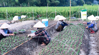 Nông dân Nghệ An tất bật xuống giống chuẩn bị cho vụ hoa Tết