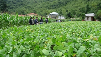 Kiểm tra tiến độ thực hiện đề tài “Phục tráng, phát triển sản xuất và hoàn thiện quy trình kỹ thuật canh tác giống đậu tương vàng Cao Bằng tại tỉnh Cao Bằng”