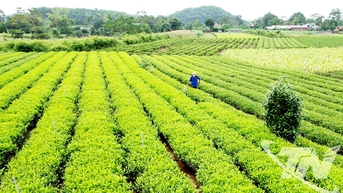 ធ្វើឱ្យវាលស្រែនិងដំណាំរស់ឡើងវិញ