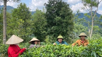 Đa dạng sinh kế giúp người dân vùng cao Thái Nguyên vươn lên thoát nghèo