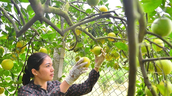 Cam Cao Phong vào vụ mới, hứa hẹn bội thu
