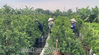 Xã Hoàn Long: Chăm sóc hoa, cây cảnh phục vụ thị trường cuối năm