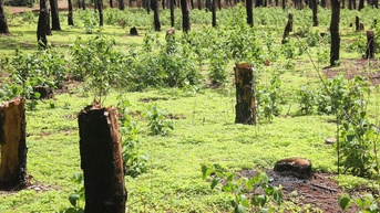 Rừng thông Đak Đoa tuyệt đẹp liên tục bị trộm, tỉnh Gia Lai chỉ đạo khẩn