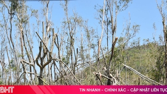 ព្រៃឈើ​ផលិត​កម្ម​រាប់​ម៉ឺន​ហិកតា​ត្រូវ​បាន​«បំផ្លាញ» ដែល​ធ្វើ​ឱ្យ​មាន​ការ​ខាត​បង់​យ៉ាង​ខ្លាំង​ដល់​អ្នក​ដាំ។