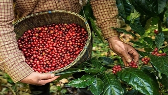 Giá nông sản ngày 3/10/2025: Cà phê tiếp đà tăng mạnh, hồ tiêu giữ giá