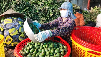 About កន្លែងនាំចេញផ្លែឈើរីករាយ
