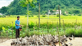 Đình Phong tập trung phát triển mô hình nuôi vịt cỏ - Báo Cao Bằng điện tử