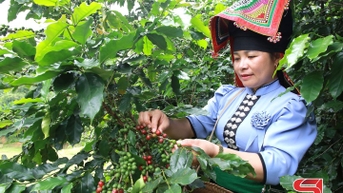 Cà phê Sơn La đầu vụ được giá