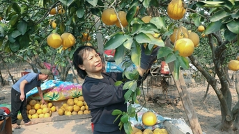 ផ្លែឈើនៅក្នុងក្រុម "ល្អបំផុតរបស់ពិភពលោក" ត្រូវបានដាំដុះនៅទូទាំងប្រទេសវៀតណាម។
